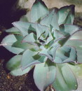 Mauna Loa